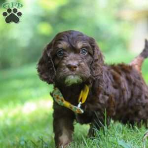 Bear, Cockapoo Puppy